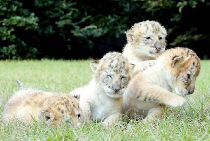 У белого льва и белой тигрицы родились детеныши. И они просто потрясающе прекрасные!
