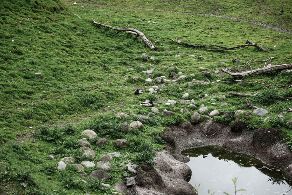  How about the mallards (wild ducks)? 