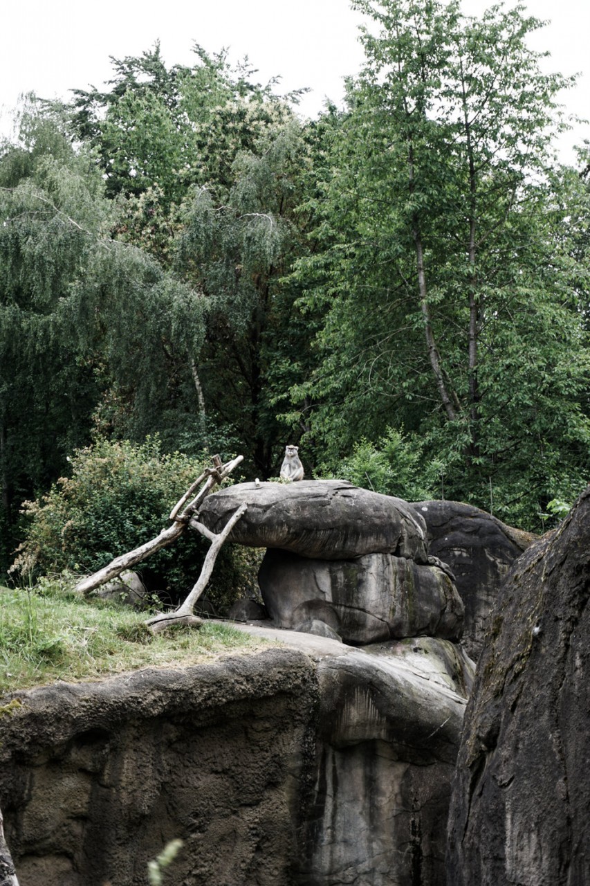 Seattle Washington Woodland Park Zoo-17.jpg