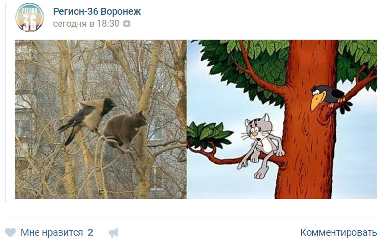 *** комментарии, прикол, соц сети, юмор