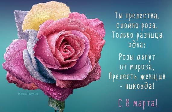 красивая роза