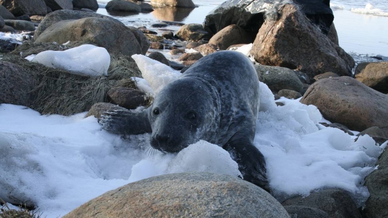 Сахалинский блогер Любаченко запечатлел себя в окружении беззаботных сивучей