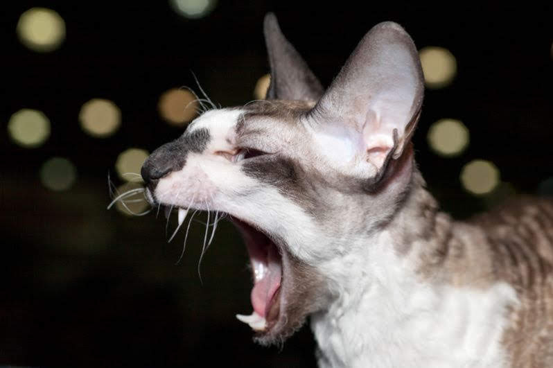 Самые странные породы кошек Самые странные породы кошек супер