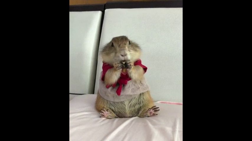 Смотреть видео в полной версии