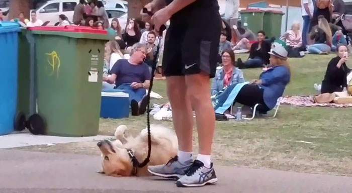 disobedient-dog-plays-dead-park-australia-kristen-bohlsen-2