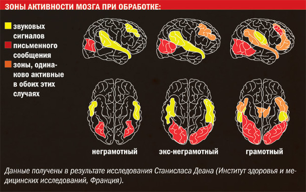 Новое про чтение: как умение читать повлияло на физиологию людей интеллект,книги,литература,мозг,чтение