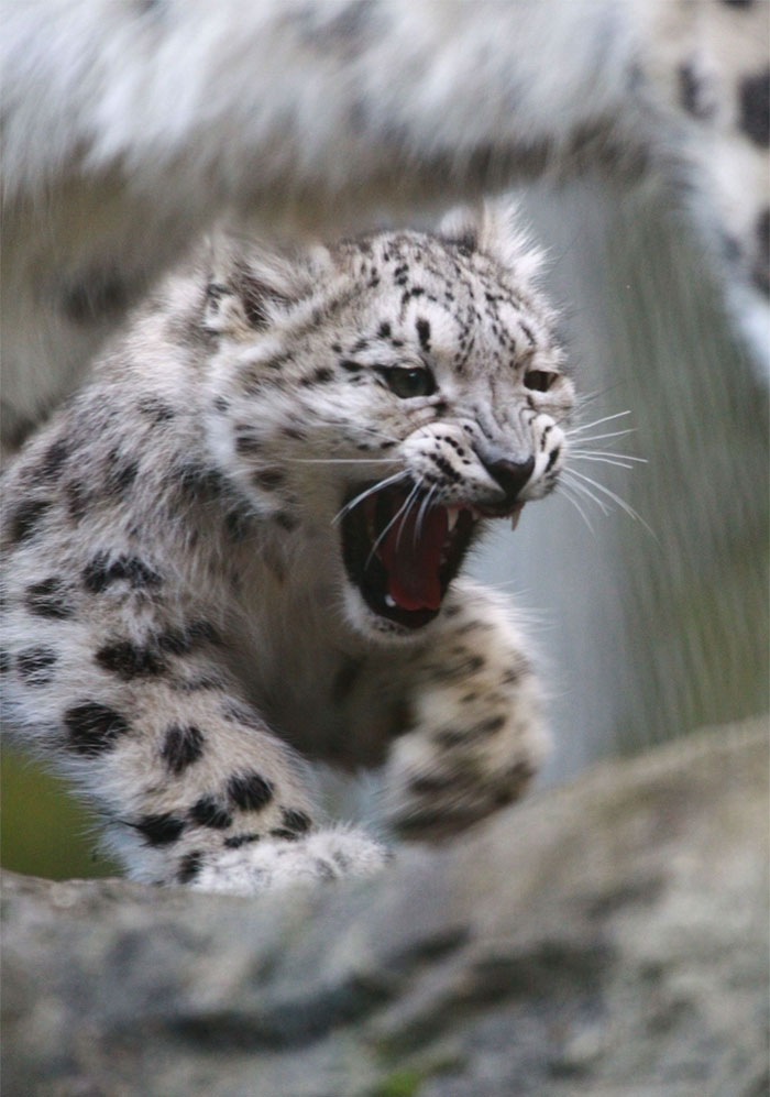 Snow Leopard