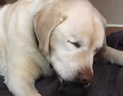 10-sage-the-dog-e1511884865973-480x377