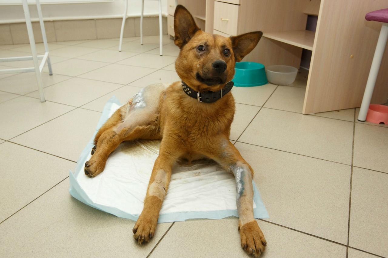 бродячие собаки. приснилась раненая собака. приснилась раненая собака. приснилась раненая собака. приснилась раненая собака.