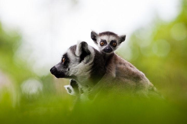 МИЛЫЕ И СМЕШНЫЕ МИЛЫЕ И СМЕШНЫЕ веселые картинки