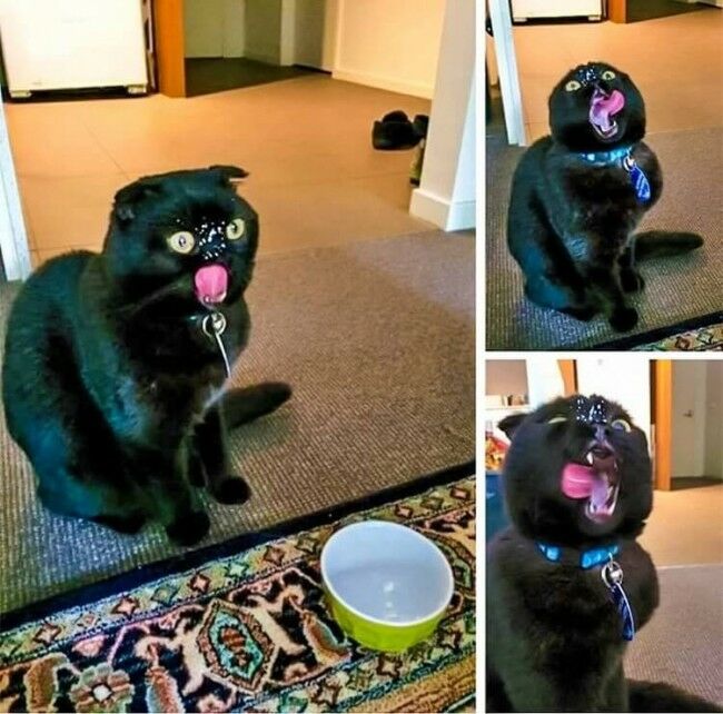 Забавные фотоистории из жизни кошек позитив,Смешные животные