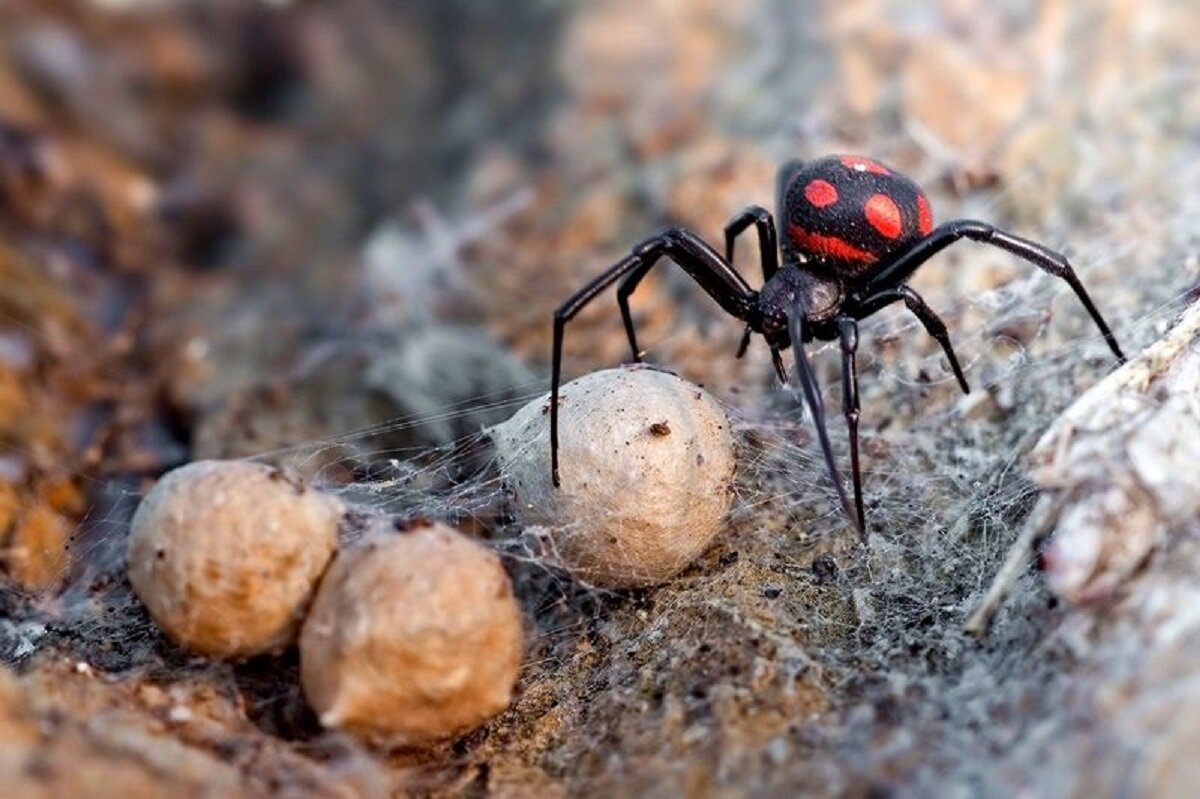 Пауки фото описание. Белый Каракурт Latrodectus pallidus. Каракурт паук Волгоград. Паук черная вдова Каракурт. Паук Тянь Шань Каракурт.