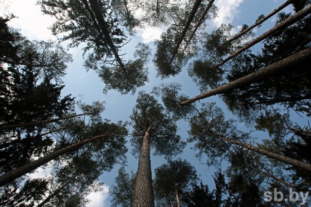 Ограничения на посещение лесов введены в 39 районах Беларуси.