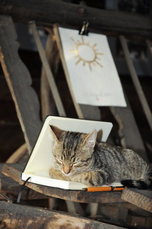 Кошки, которым удобно везде (37 фото)