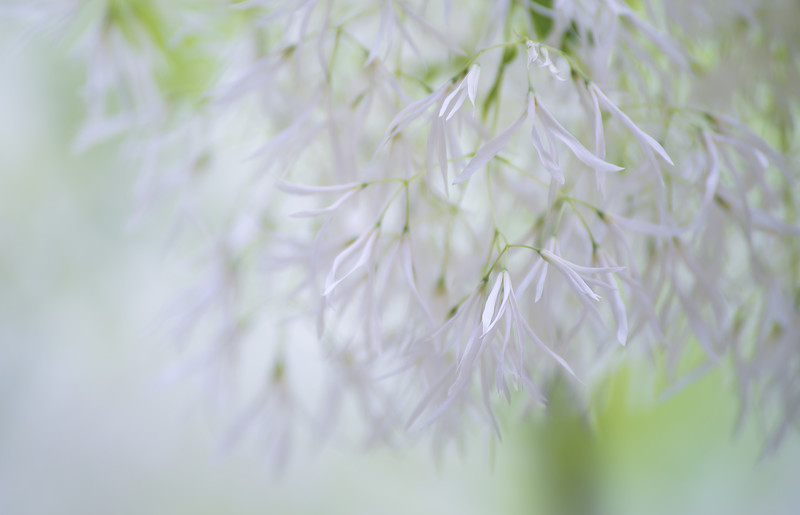 White Fringetree