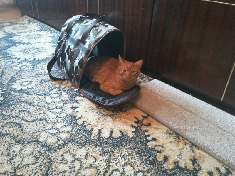 Нашли его поздней осенью в лесу, совсем еще слепого добро, котята, лес