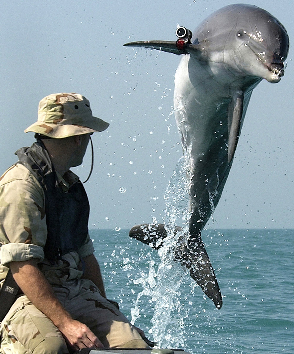 Это боевой дельфин программы U.S. Navy Marine Mammal Program по кличке KDog