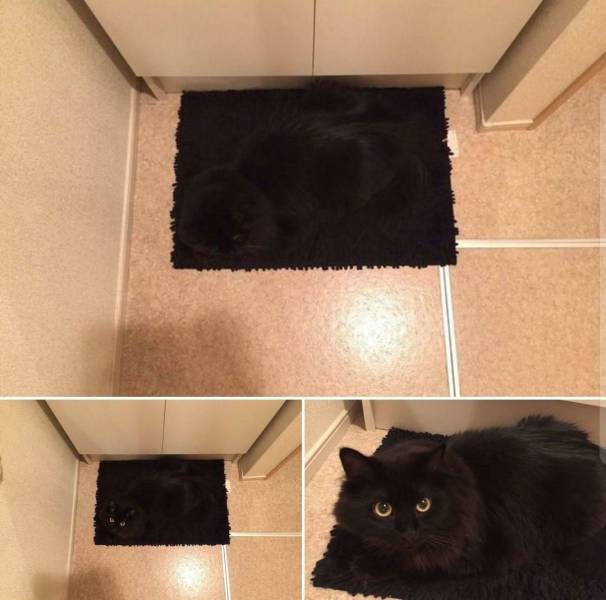 Подборка прикольных картинок Подборка прикольных картинок приколы,смешные картинки,юмор