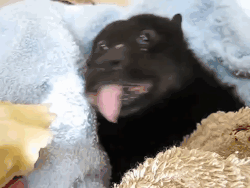 Adorable Bats