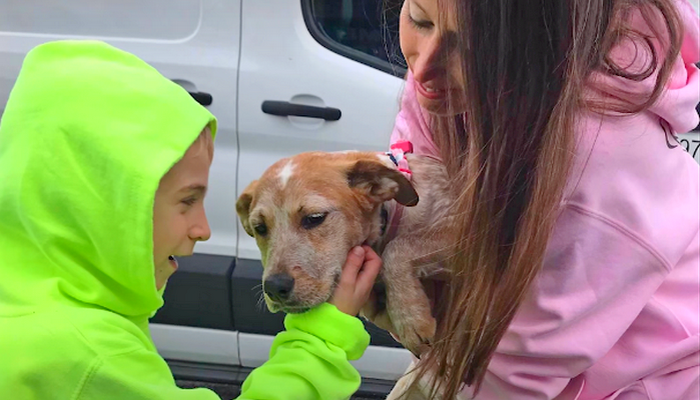 Ребенок года: 7-летний мальчик спас 1300 собак истории из жизни