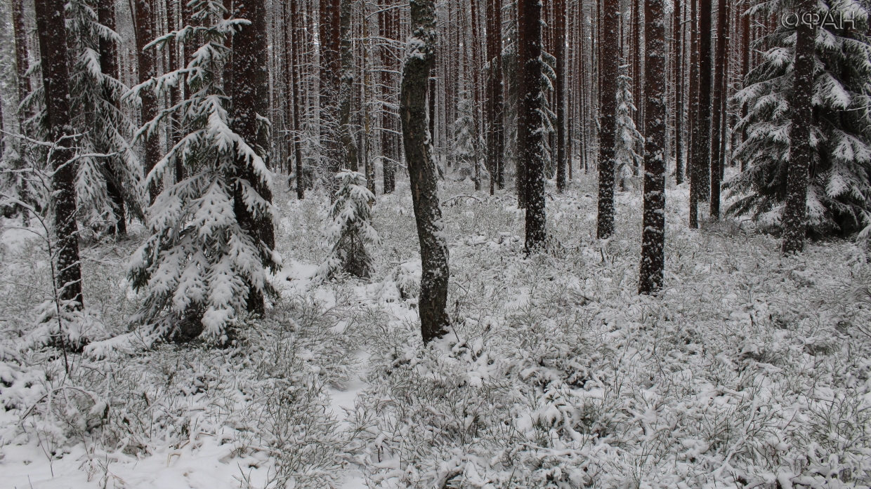 Рождество в Москве повторило температурный рекорд за всю историю метеонаблюдений