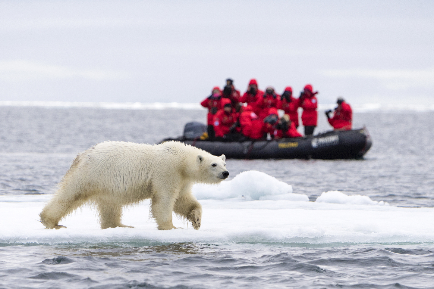 Arctic pole. Арктика земля Франца Иосифа. Земля Франца Иосифа белые медведи. Северный полюс. Национальный парк русская Арктика Архангельск.