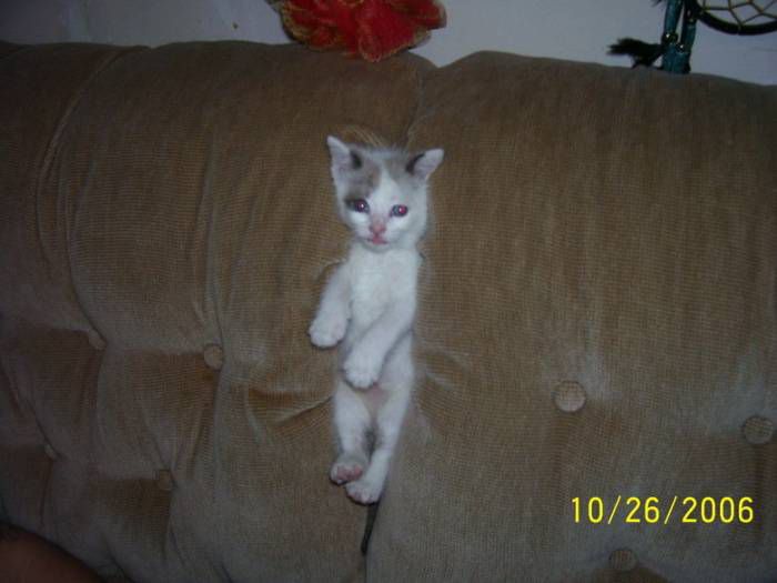 Хозяин, выпусти! 