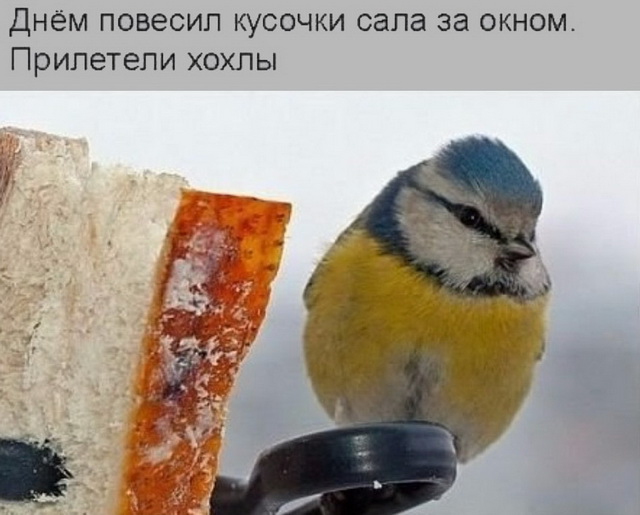 Прикольные цитаты и истории (50 картинок) Прикольные цитаты и истории (50 картинок)