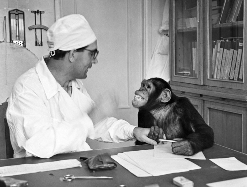 Эксперимент доктора Иванова о создании гибридов обезьяны и человека удался? истории, мистика, наука, тайны, эксперименты
