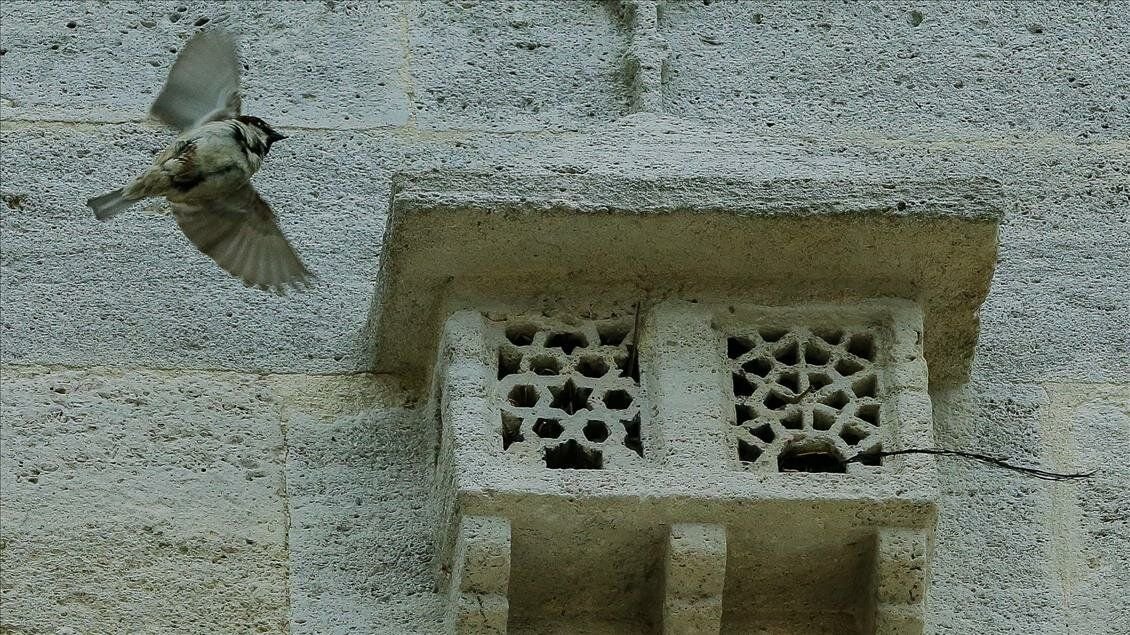 А этот домик сложно назвать дворцом. Но птахе эстетика не важна/ © atlasobscura.com