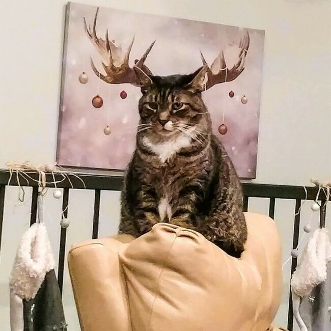 Забавные фотоистории из жизни кошек позитив,Смешные животные