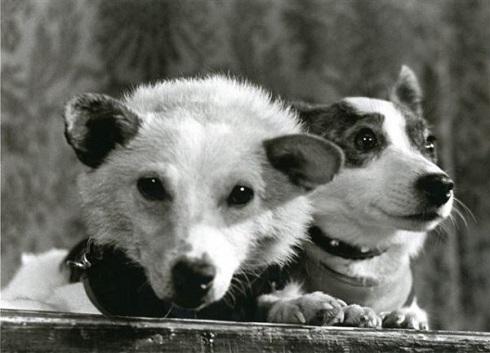 Белка и Стрелка