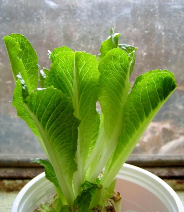 Картинки по запросу imagenes de plantas comestibles