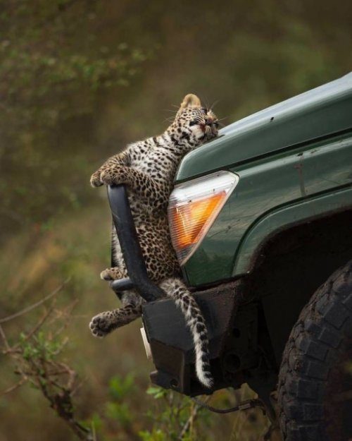 Только позитивные эмоции 