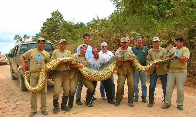 Самые большие животные в мире, Гиганская зеленая анаконда, Самая большая змея