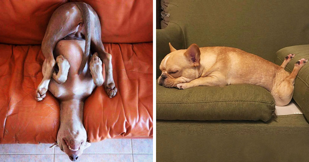 20 собак, которые доказали, что неудобных поз для сна не бывает домашние животные,интересное,собаки,юмор и курьезы