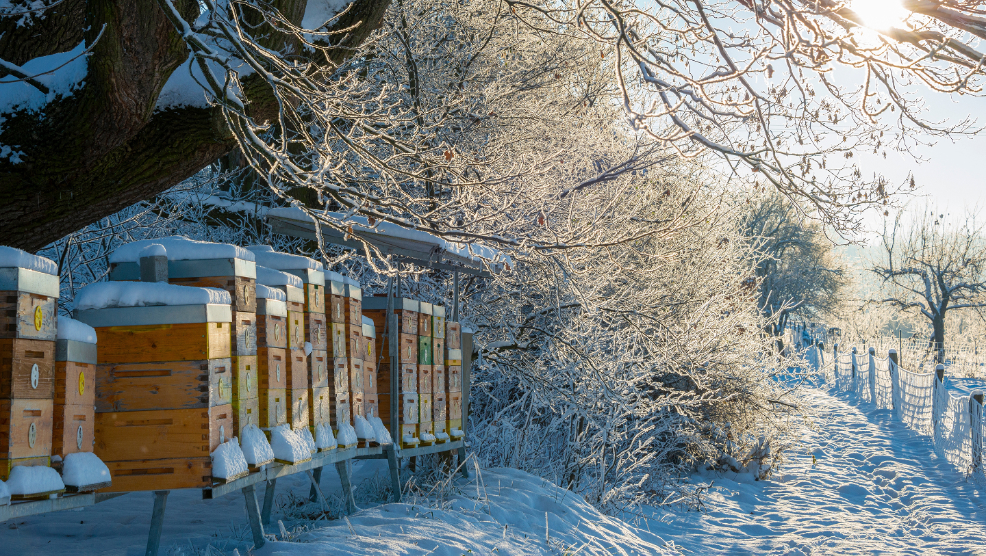 Тайная жизнь улья: как пчелы переживают зиму пчелы, переживают, важное, только, семья, чтобы, особи, Влага, сырость, холод, живой, представляет, всего, часто, помогает, должна, существует, корма, эффективно, нектар