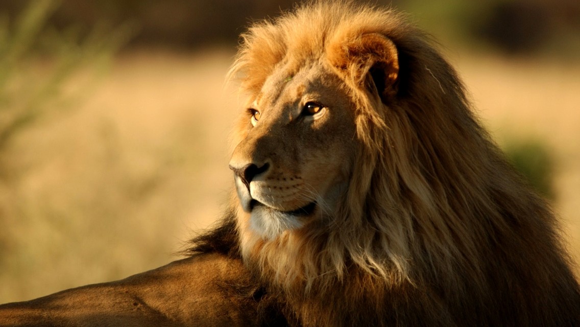 lonely-lion-animal-wallpaper-324-1136x640