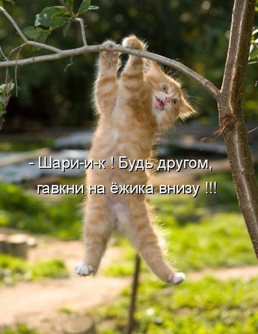 Утро понедельника в животном саду веселые картинки,животные,позитив,Смешные животные