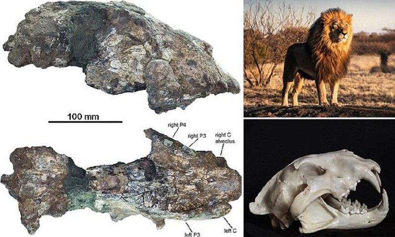 200 000 лет назад по Кении бродили львы ростом с людей Палеонтологи, кения, наука, находки, открытия, палеонтология, пещерный лев, ученые