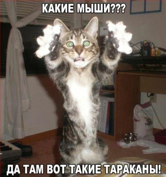 Смотреть клевые картинки
