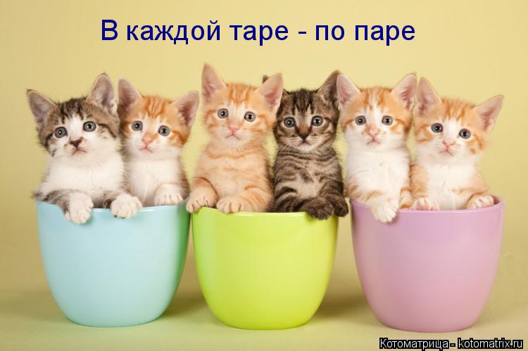 Котоматрица: В каждой таре - по паре