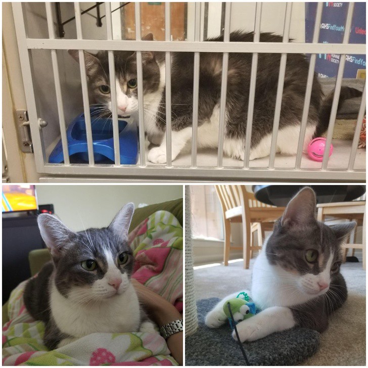 Любой из нас может сделать братьев наших меньших счастливыми, и вот доказательства