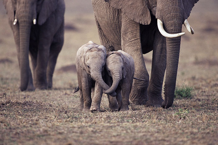 Baby Elephant