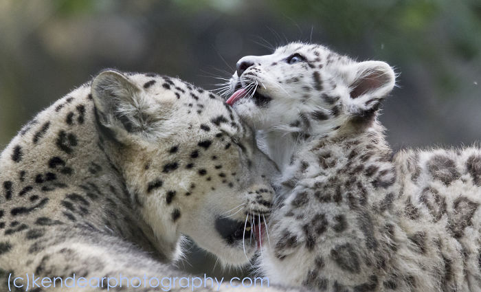 Snow Leopards