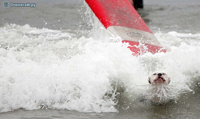 Собачий сёрфинг 4