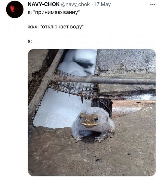 Забавных зверьков вам в ленту! Забавных зверьков вам в ленту!