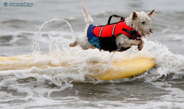 Собачий сёрфинг 3