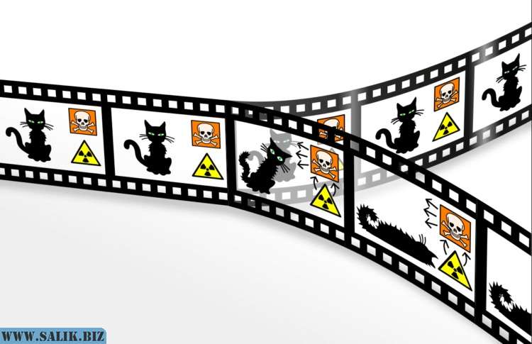 Кот Шредингера находится в суперпозиции.