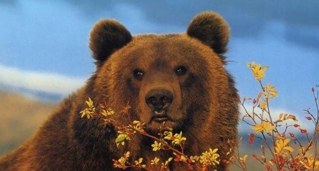 "Медведь всегда предупреждает человека при встрече". Что нужно знать всем, кто бывает в лесу